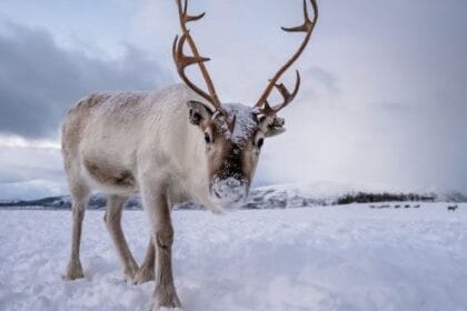 10 Weird Migration Facts That Will Surprise You