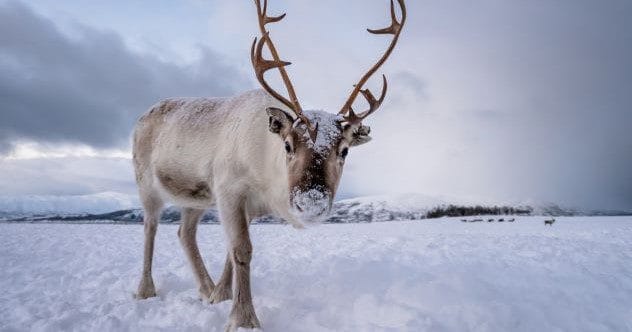 10 Weird Migration Facts That Will Surprise You