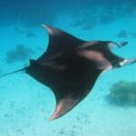 10 Weirdest Animal Brains and Their Fascinating Features