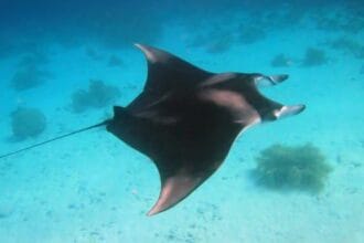 10 Weirdest Animal Brains and Their Fascinating Features