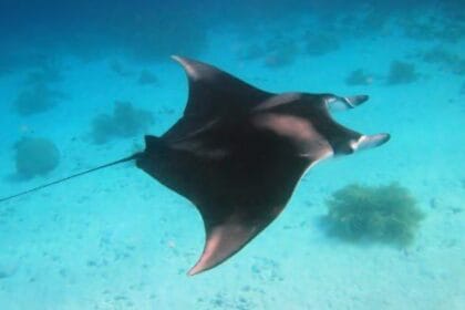 10 Weirdest Animal Brains and Their Fascinating Features