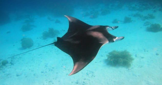 10 Weirdest Animal Brains and Their Fascinating Features