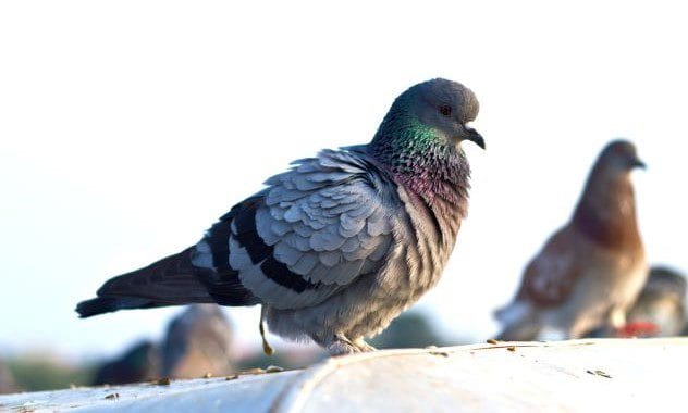 Pigeon Poo