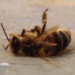 Animal Autotomy: 10 Creatures That Self-Amputate