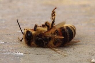 Animal Autotomy: 10 Creatures That Self-Amputate