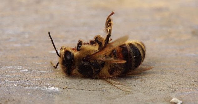 Animal Autotomy: 10 Creatures That Self-Amputate