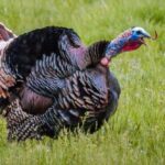 10 Wild Animal Antics That Disrupted Human Society