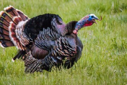 10 Wild Animal Antics That Disrupted Human Society