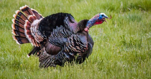 10 Wild Animal Antics That Disrupted Human Society