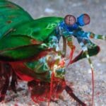 Real Superpowers: 10 Animals More Amazing Than Marvel Heroes