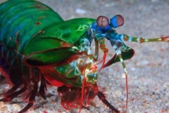 Real Superpowers: 10 Animals More Amazing Than Marvel Heroes