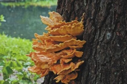 10 Weird Tree Facts That Will Grow On You