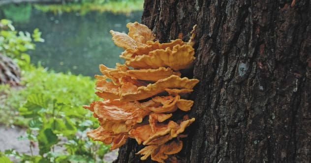 10 Weird Tree Facts That Will Grow On You