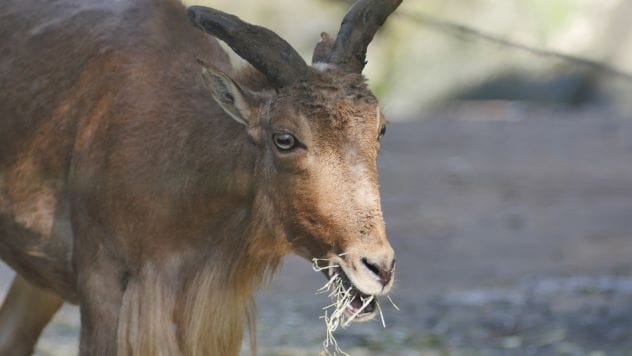 Billy the Goat arrested