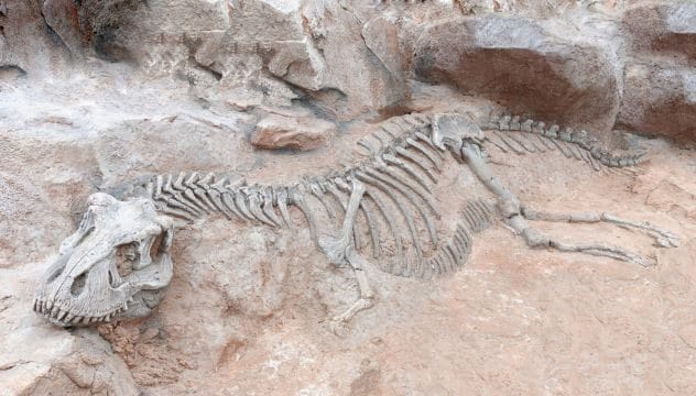 Dinosaur bones