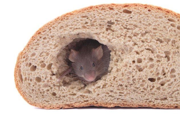 Mouse in a Bread Bag