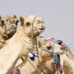 Cloned Wonders: 10 Surprising Cloned Animals!