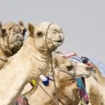 Cloned Wonders: 10 Surprising Cloned Animals!
