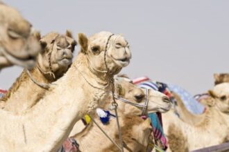 Cloned Wonders: 10 Surprising Cloned Animals!