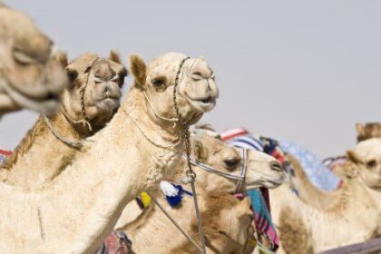 Cloned Wonders: 10 Surprising Cloned Animals!