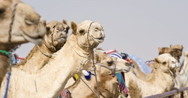 Cloned Wonders: 10 Surprising Cloned Animals!