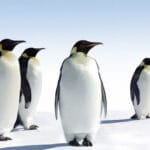 Unbelievable Animal Facts That Are Actually True