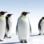 Unbelievable Animal Facts That Are Actually True