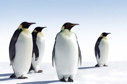 Unbelievable Animal Facts That Are Actually True