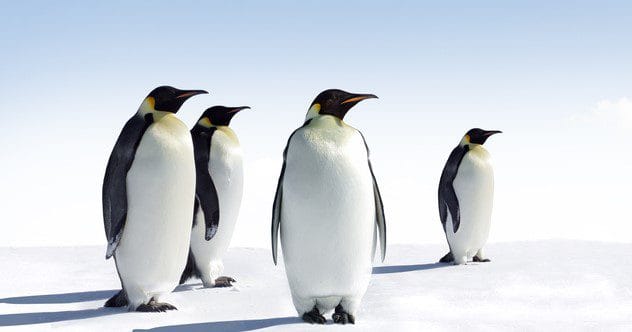 Unbelievable Animal Facts That Are Actually True