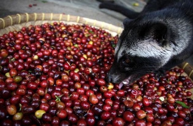 Kopi Luwak coffee beans