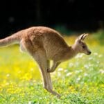 Aussie Animals: 10 Misunderstood Creatures
