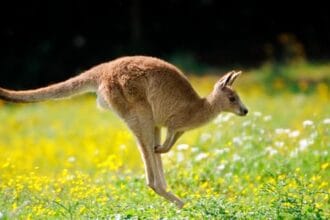 Aussie Animals: 10 Misunderstood Creatures