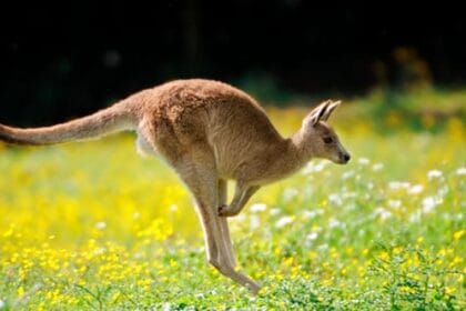 Aussie Animals: 10 Misunderstood Creatures