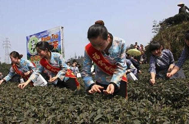 Panda Dung Green Tea