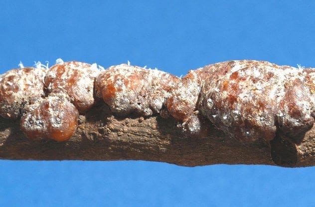 Shellac glaze
