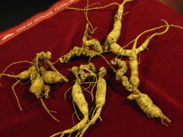American ginseng root