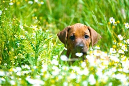 10 Heartwarming Dog Stories That Will Melt Your Heart