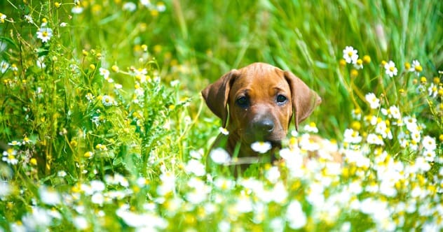 10 Heartwarming Dog Stories That Will Melt Your Heart