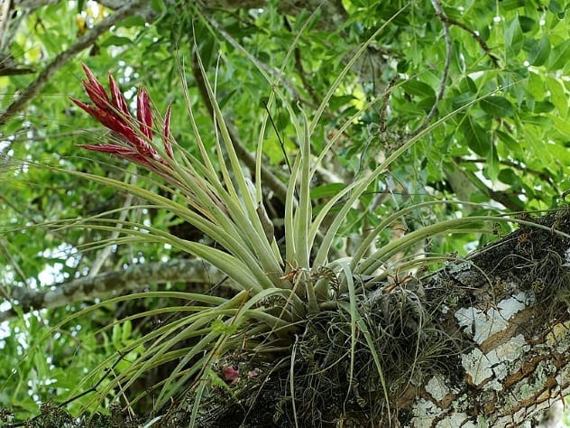 A Floridian air plant