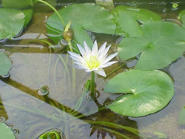 The world’s smallest water lily, Nymphaea thermarum