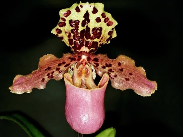 Paphiopedilum orchid