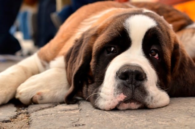 Bamse the St. Bernard