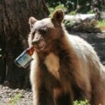 10 Wild Tales: Bears Behaving Badly (and Hilariously)