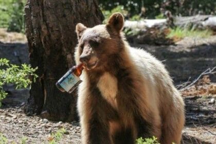 10 Wild Tales: Bears Behaving Badly (and Hilariously)