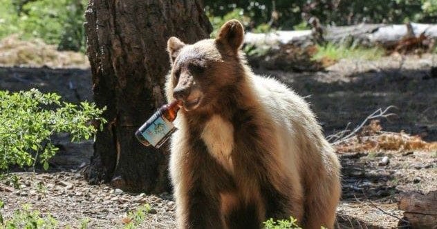 10 Wild Tales: Bears Behaving Badly (and Hilariously)