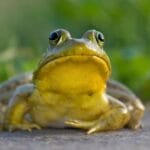 Disturbing Dishes: 10 Meals That Cross the Line