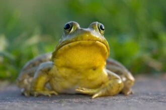 Disturbing Dishes: 10 Meals That Cross the Line