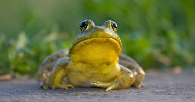 Disturbing Dishes: 10 Meals That Cross the Line