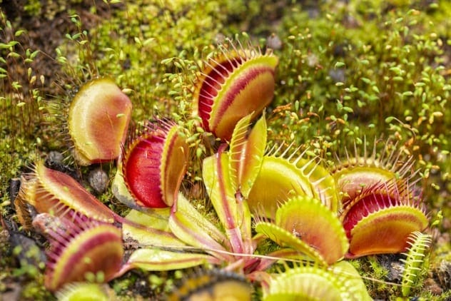 Venus flytraps in their natural habitat