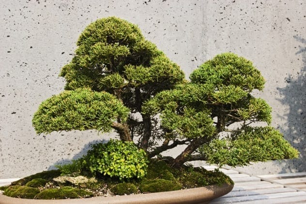 A meticulously crafted bonsai tree